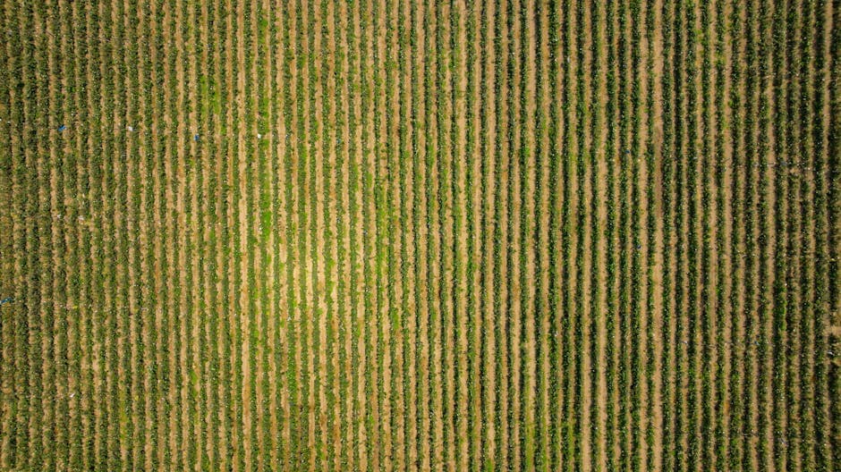Aerial view of crop rows showing straight parallel passes